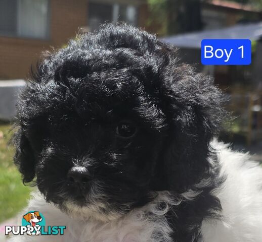 Toy Poodle cross Maltese Shih Tzu/ Shmoodle, shoodle