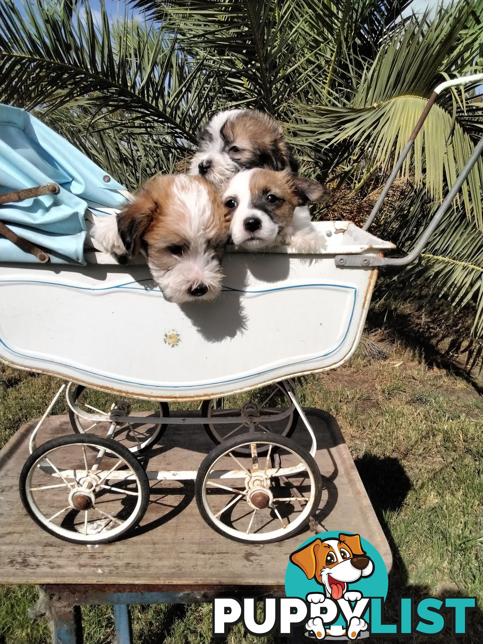 Rough Coat Jack Russell purebred pups