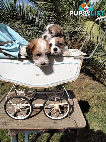 Rough Coat Jack Russell purebred pups