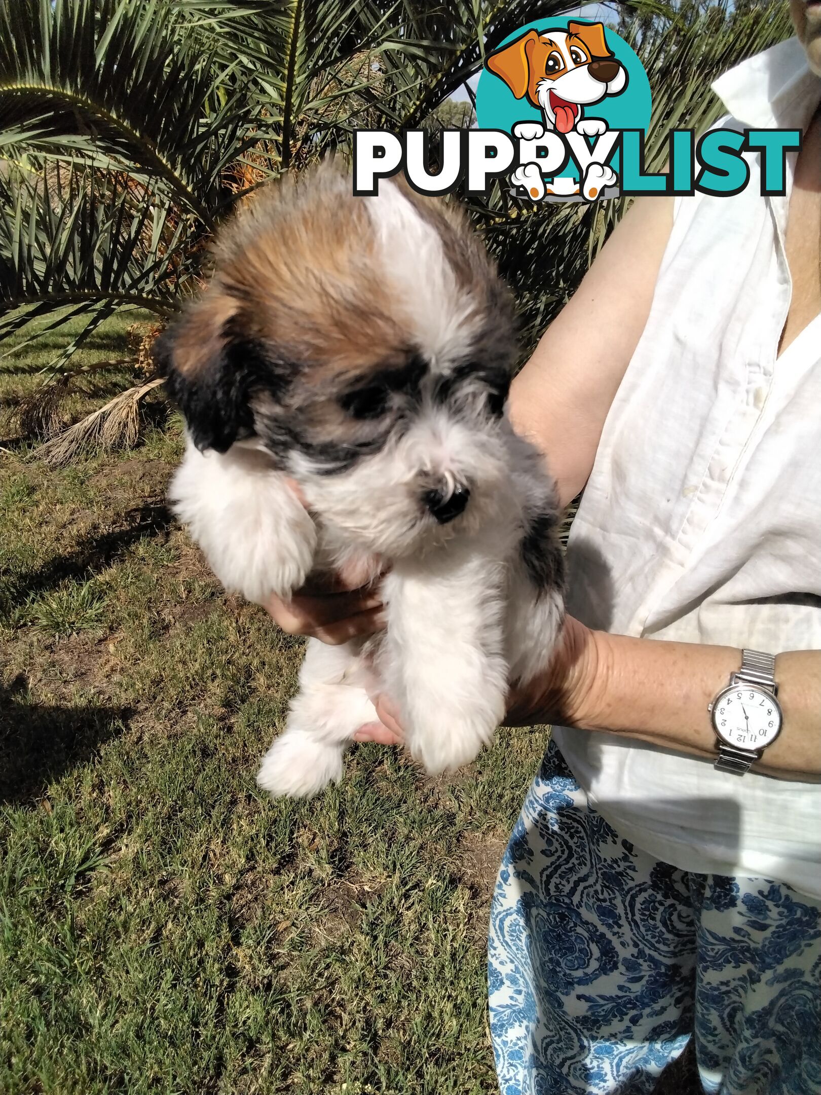 Rough Coat Jack Russell purebred pups