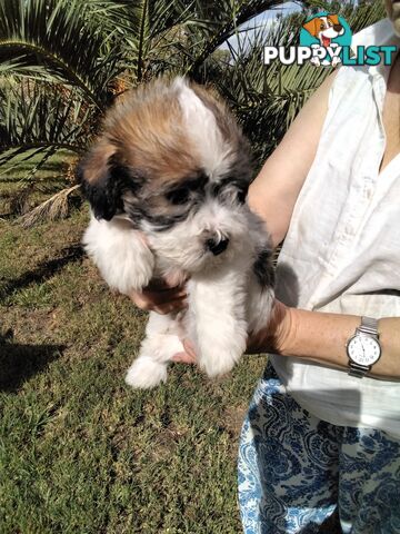 Rough Coat Jack Russell purebred pups