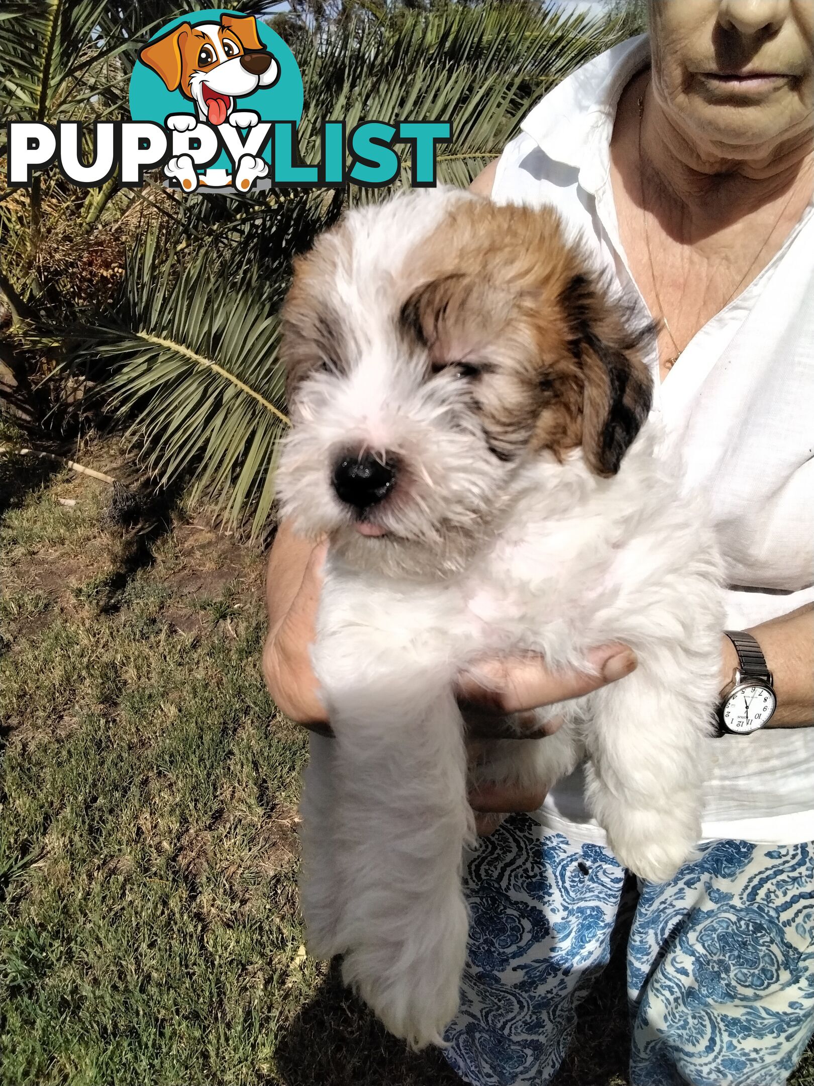 Rough Coat Jack Russell purebred pups