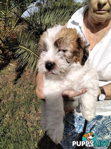 Rough Coat Jack Russell purebred pups