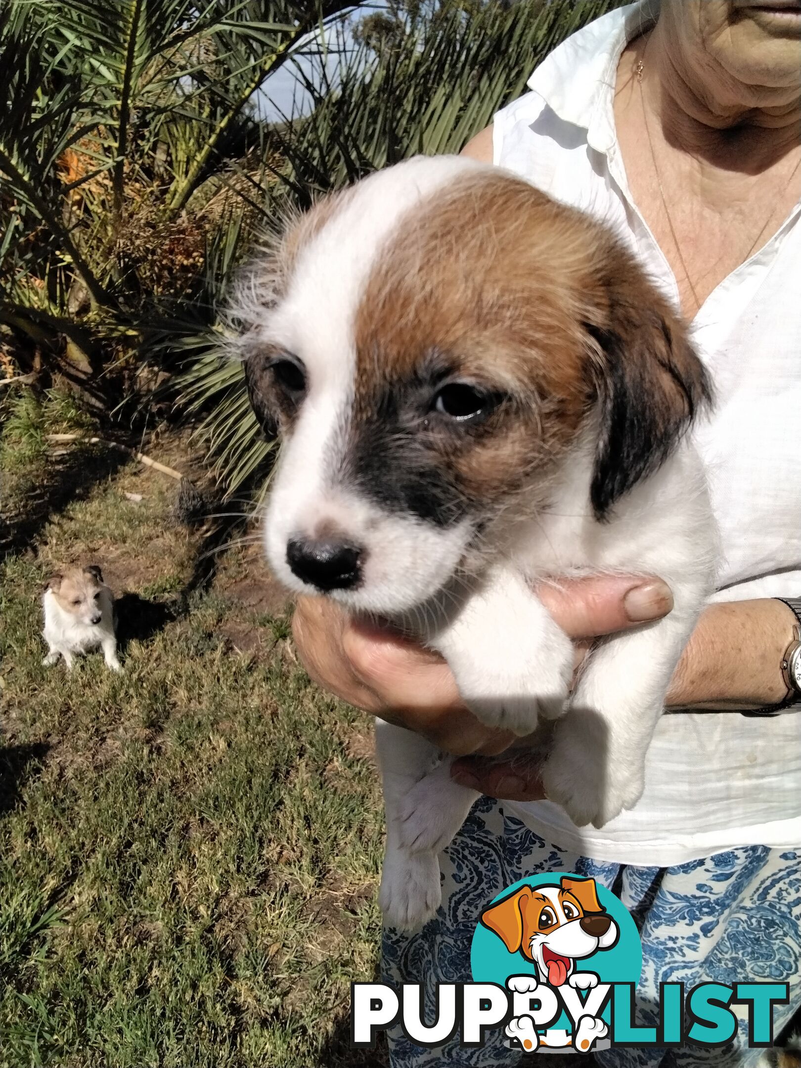 Rough Coat Jack Russell purebred pups