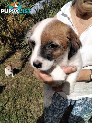 Rough Coat Jack Russell purebred pups