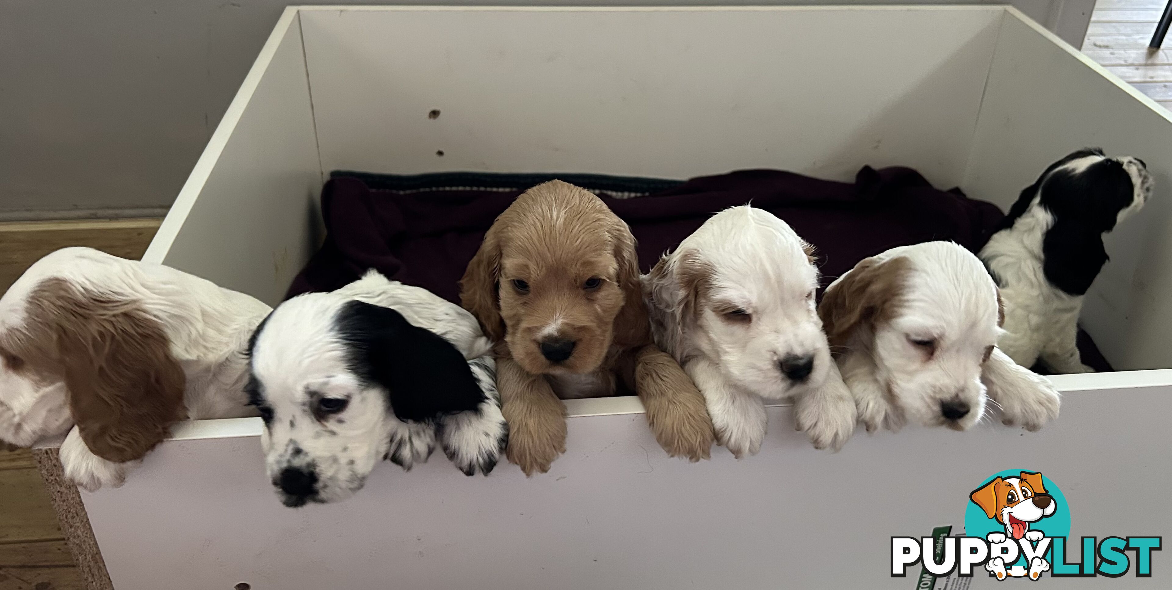 Cocker Spaniels