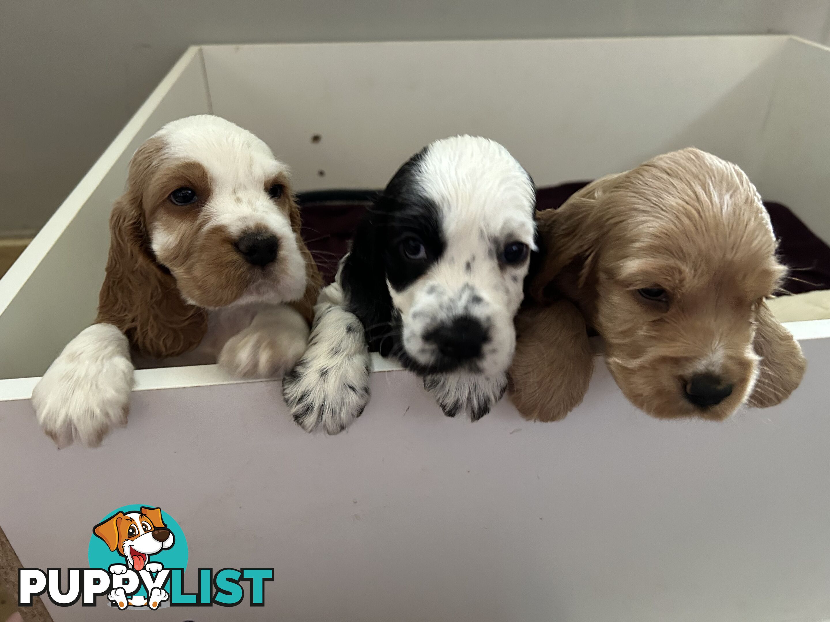 Cocker Spaniels