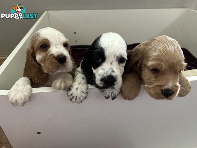 Cocker Spaniels