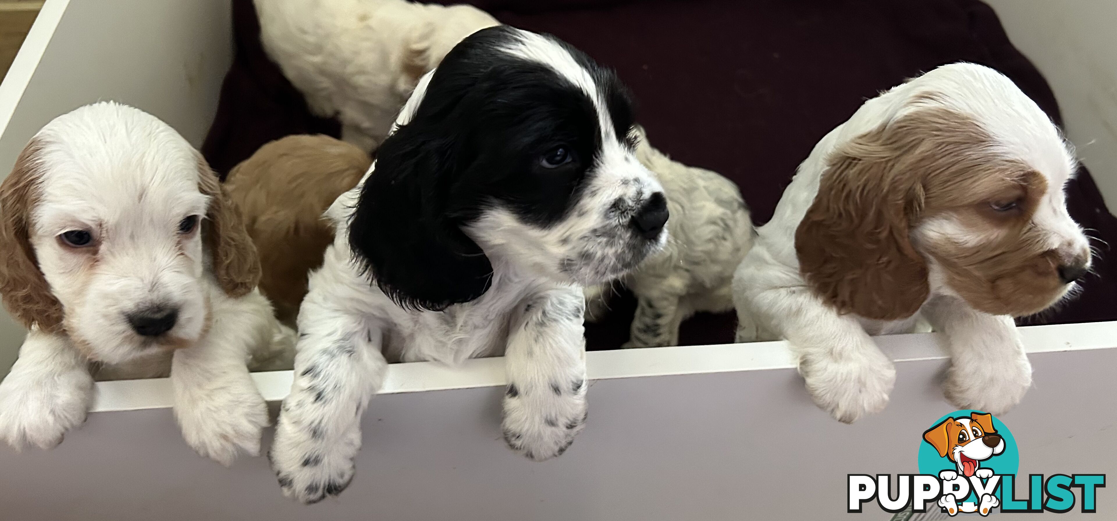 Cocker Spaniels