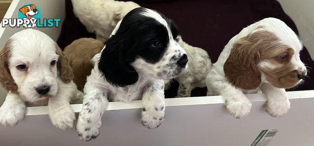 Cocker Spaniels