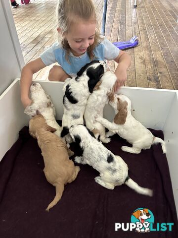 Cocker Spaniels