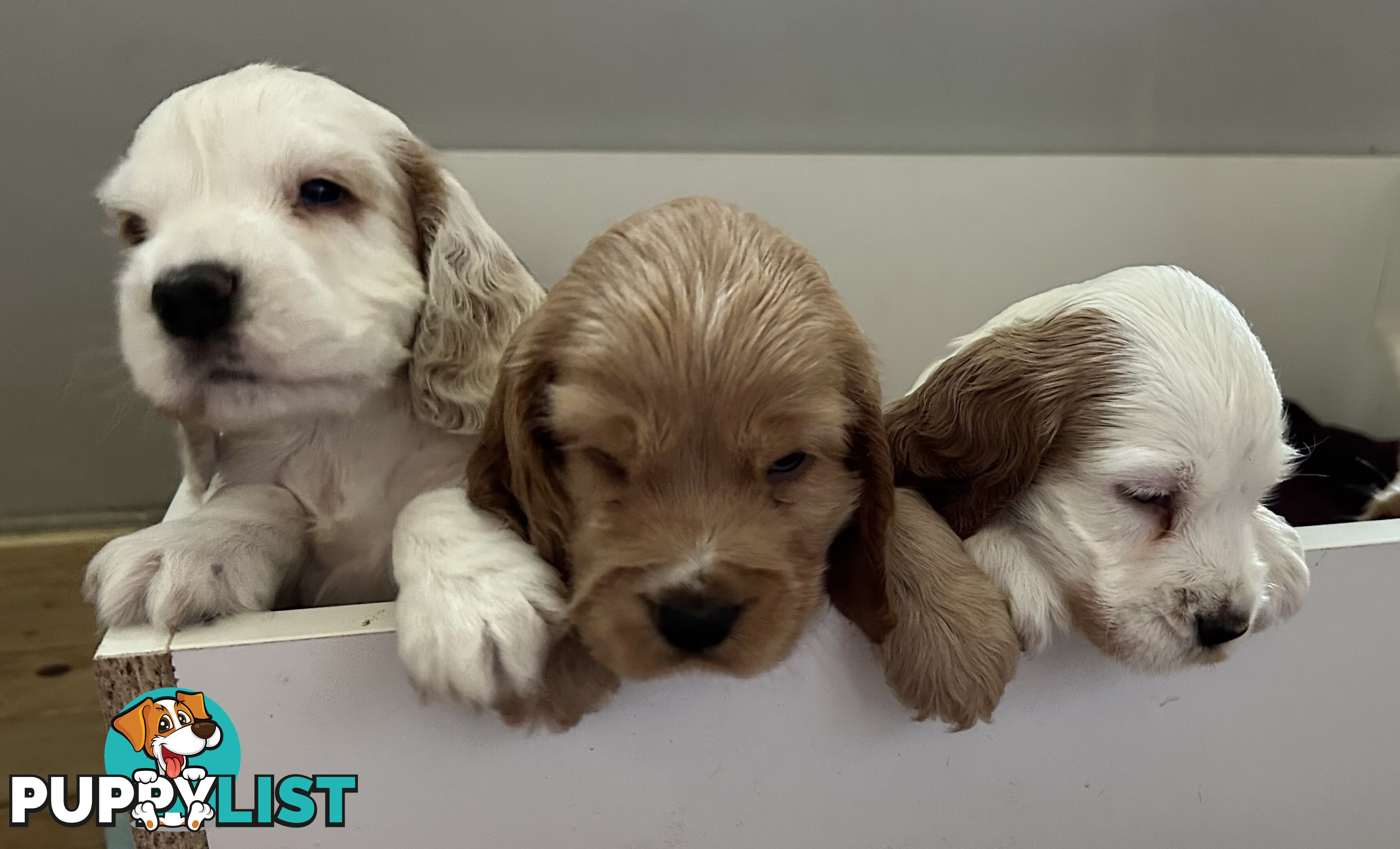 Cocker Spaniels