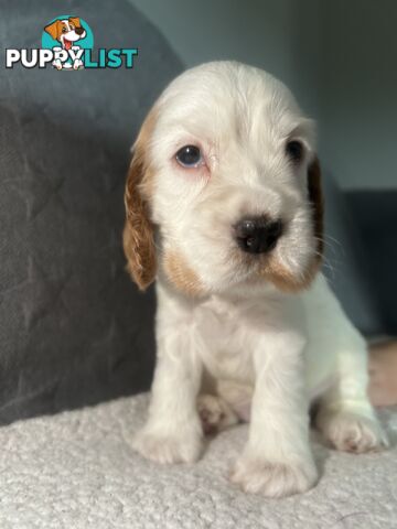 Cocker Spaniels