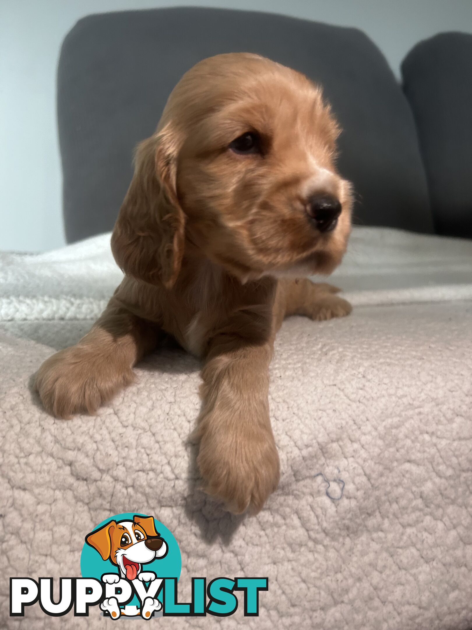 Cocker Spaniels