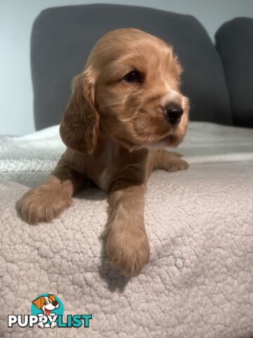 Cocker Spaniels