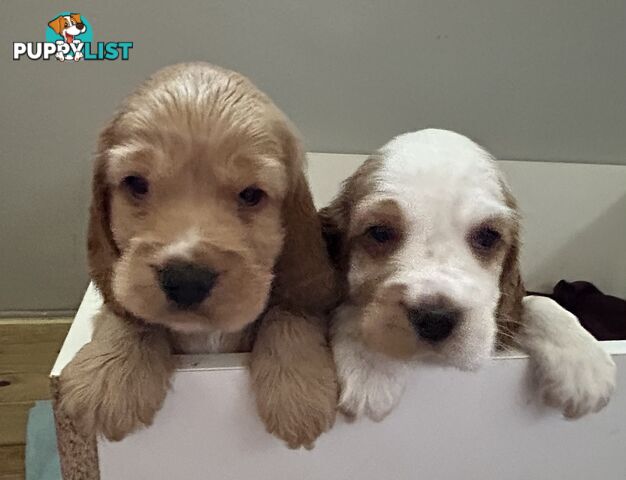 Cocker Spaniels