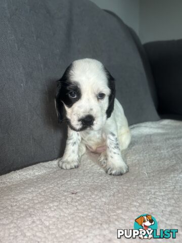 Cocker Spaniels