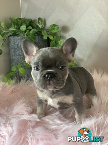 Pedigree Prebred French Bulldogs