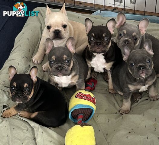 Pedigree Prebred French Bulldogs