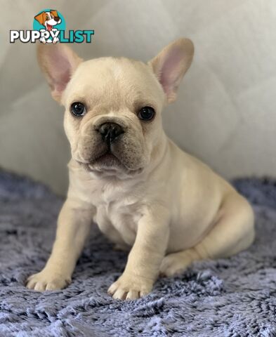 Pedigree Prebred French Bulldogs