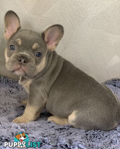 Pedigree Prebred French Bulldogs