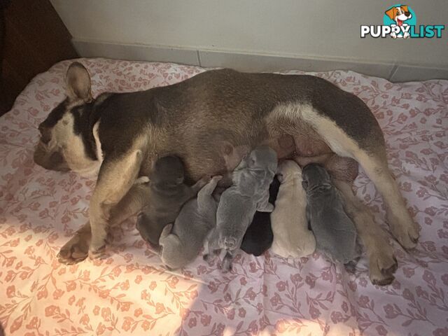 Pedigree Prebred French Bulldogs