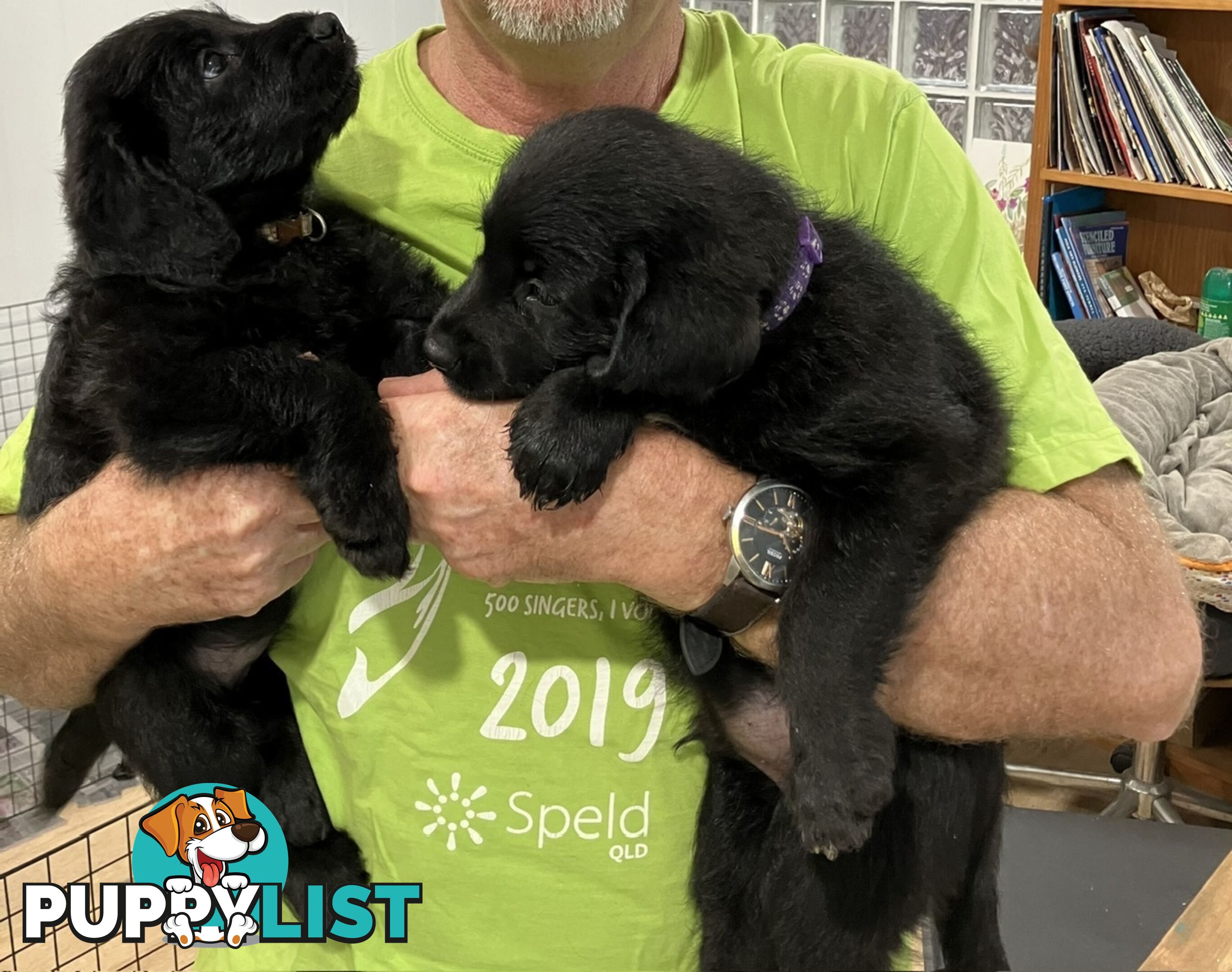 Puppies - beautiful black labradoodles