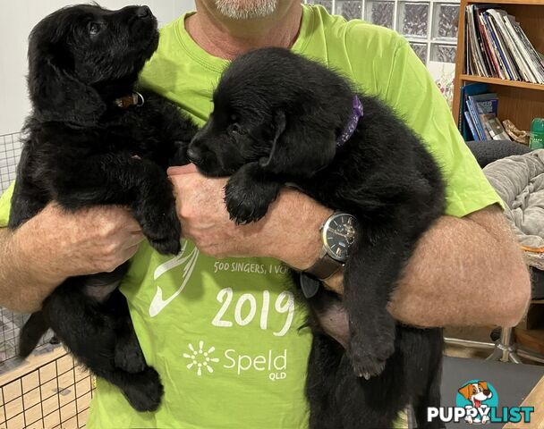 Puppies - beautiful black labradoodles