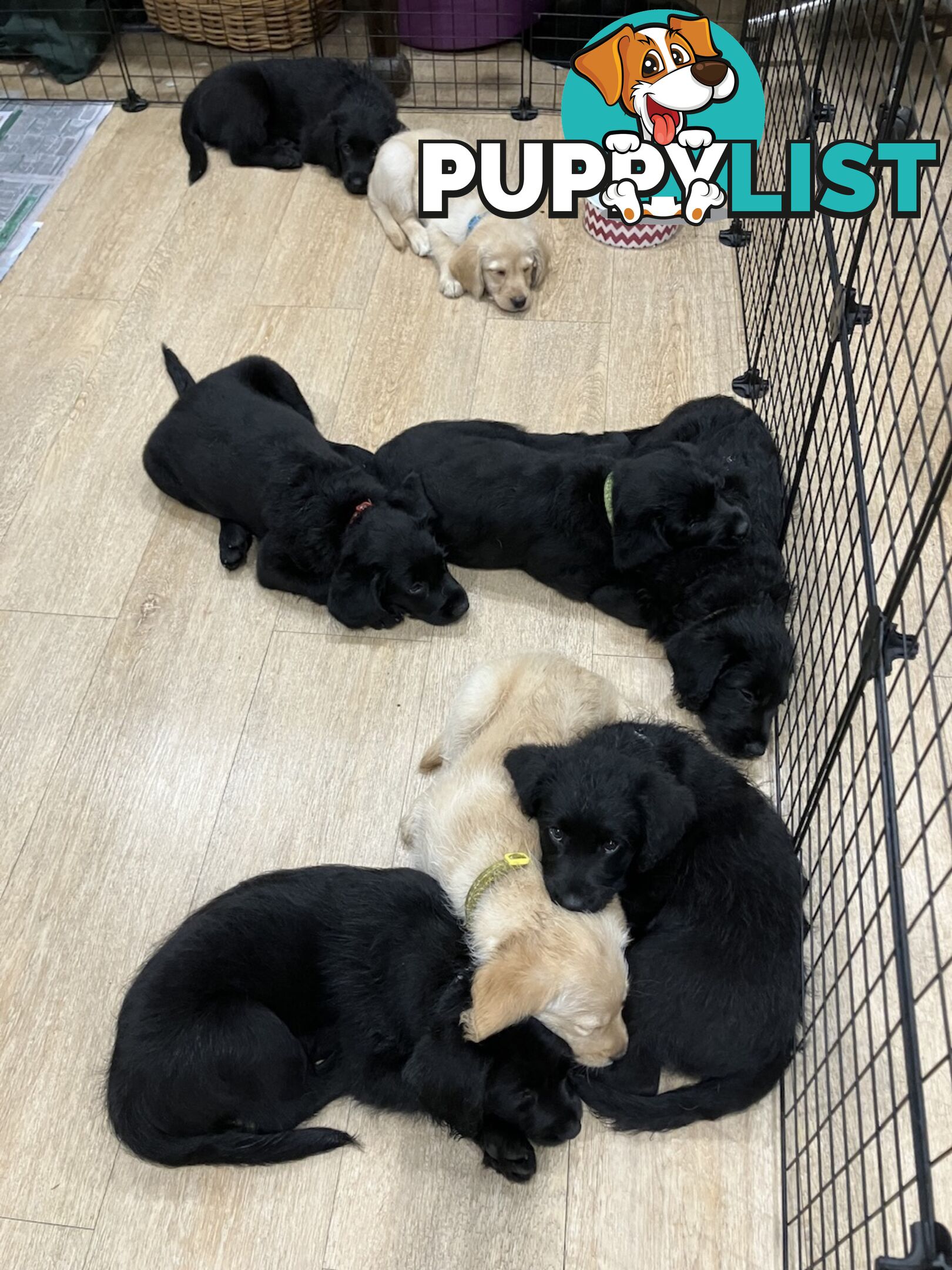 Puppies - beautiful black labradoodles