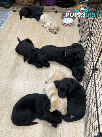 Puppies - beautiful black labradoodles