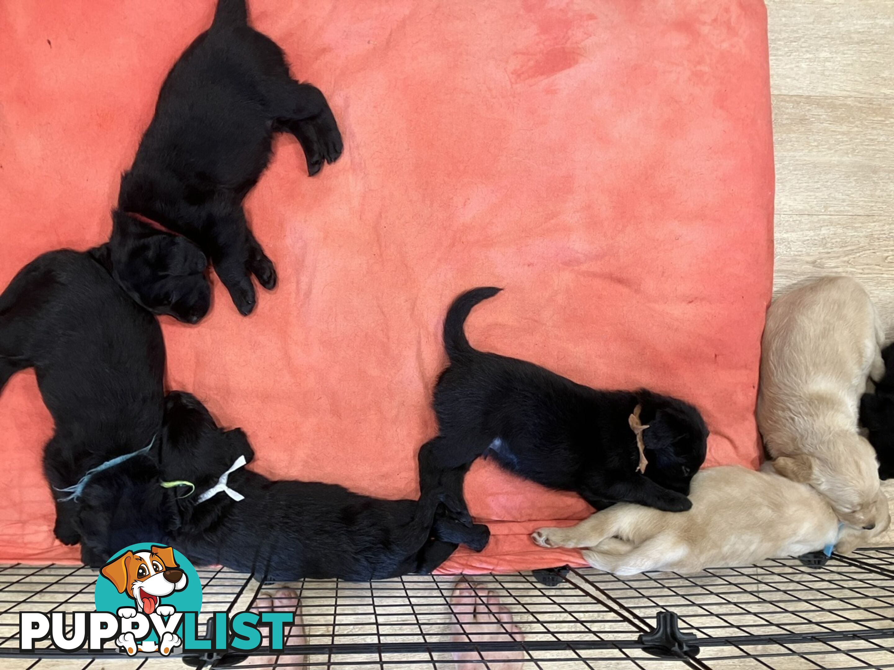 Puppies - beautiful black labradoodles