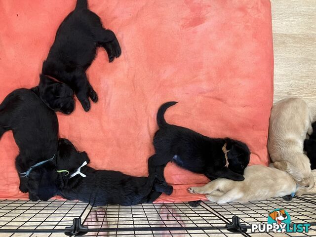 Puppies - beautiful black labradoodles