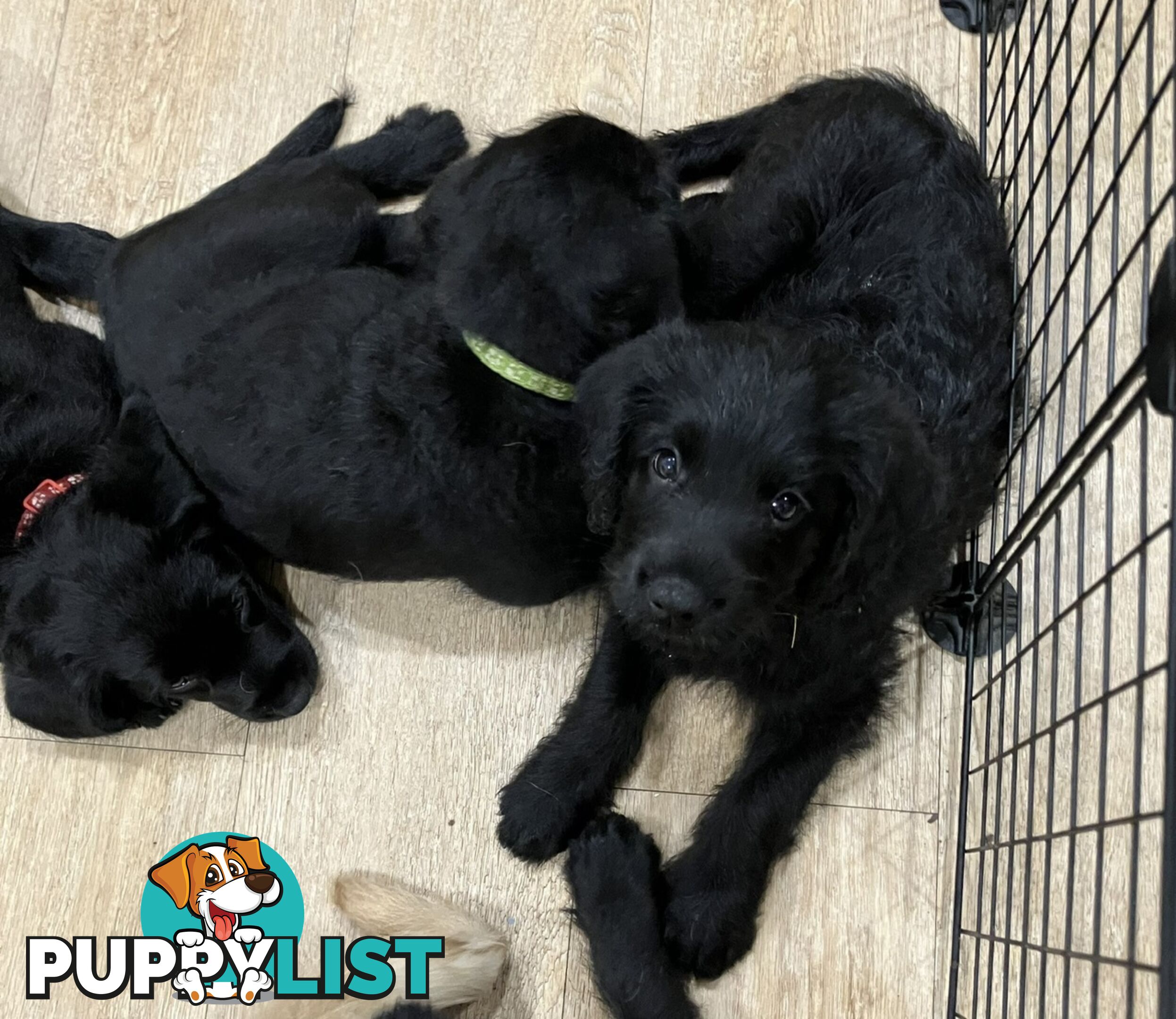 Puppies - beautiful black labradoodles