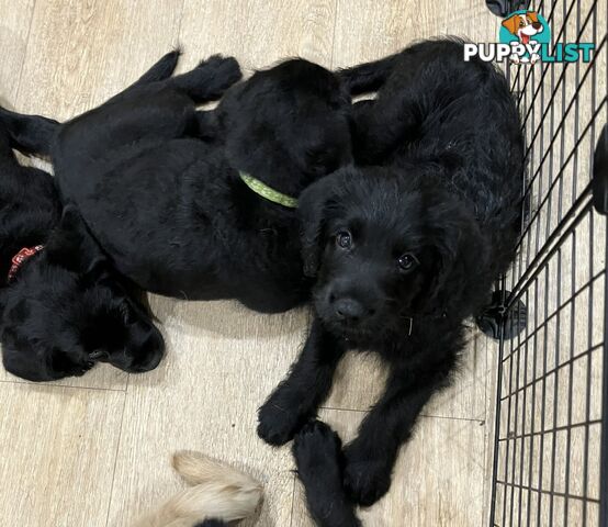 Puppies - beautiful black labradoodles