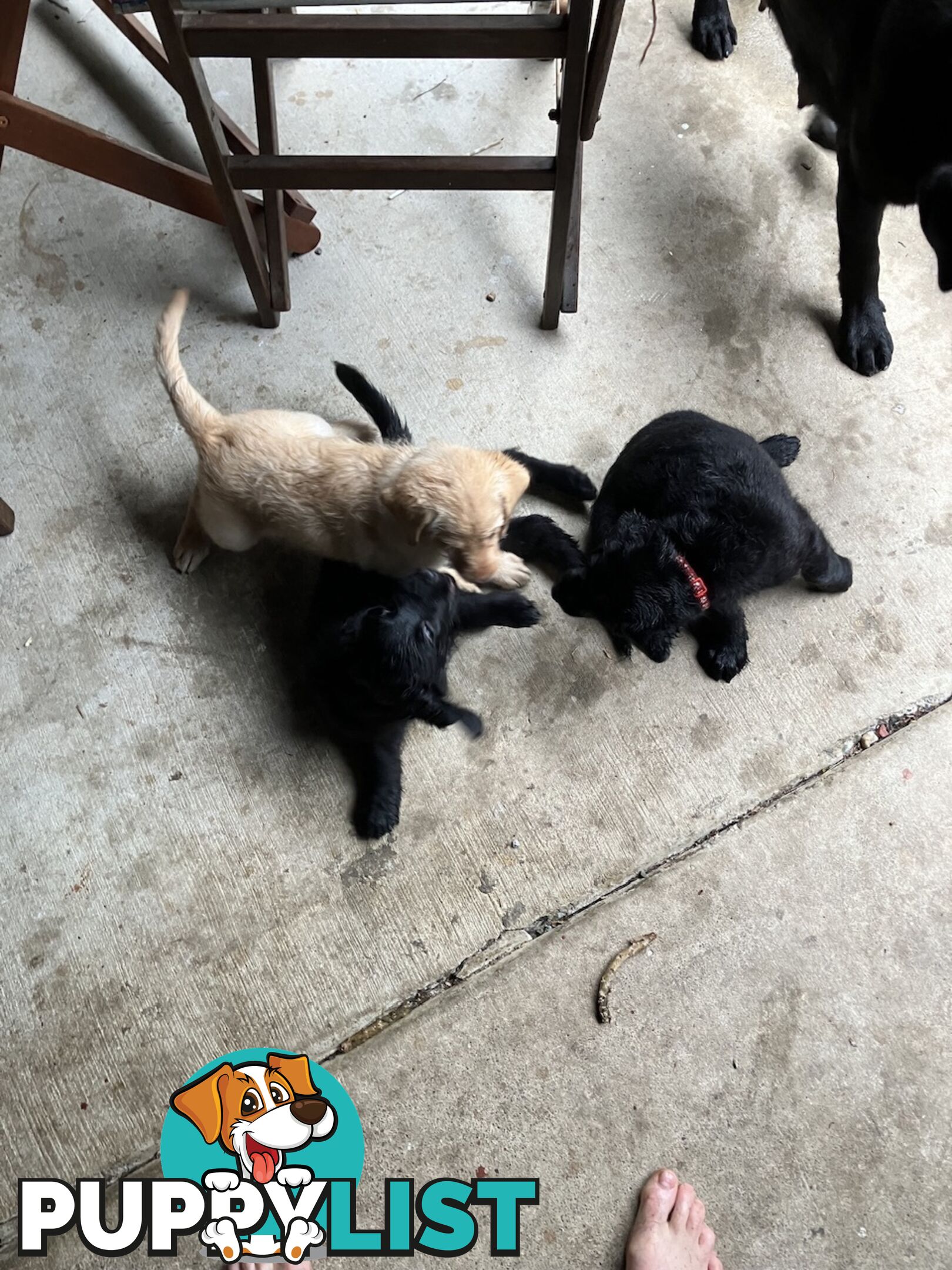 Puppies - beautiful black labradoodles