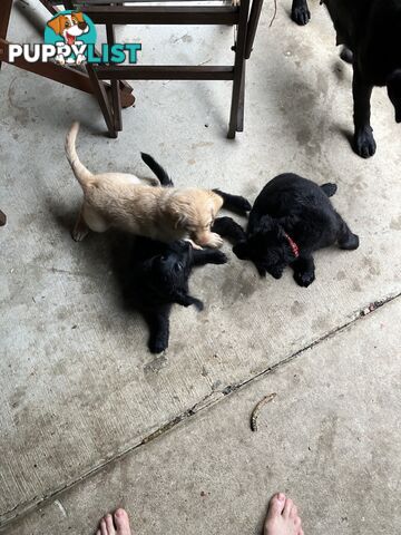 Puppies - beautiful black labradoodles