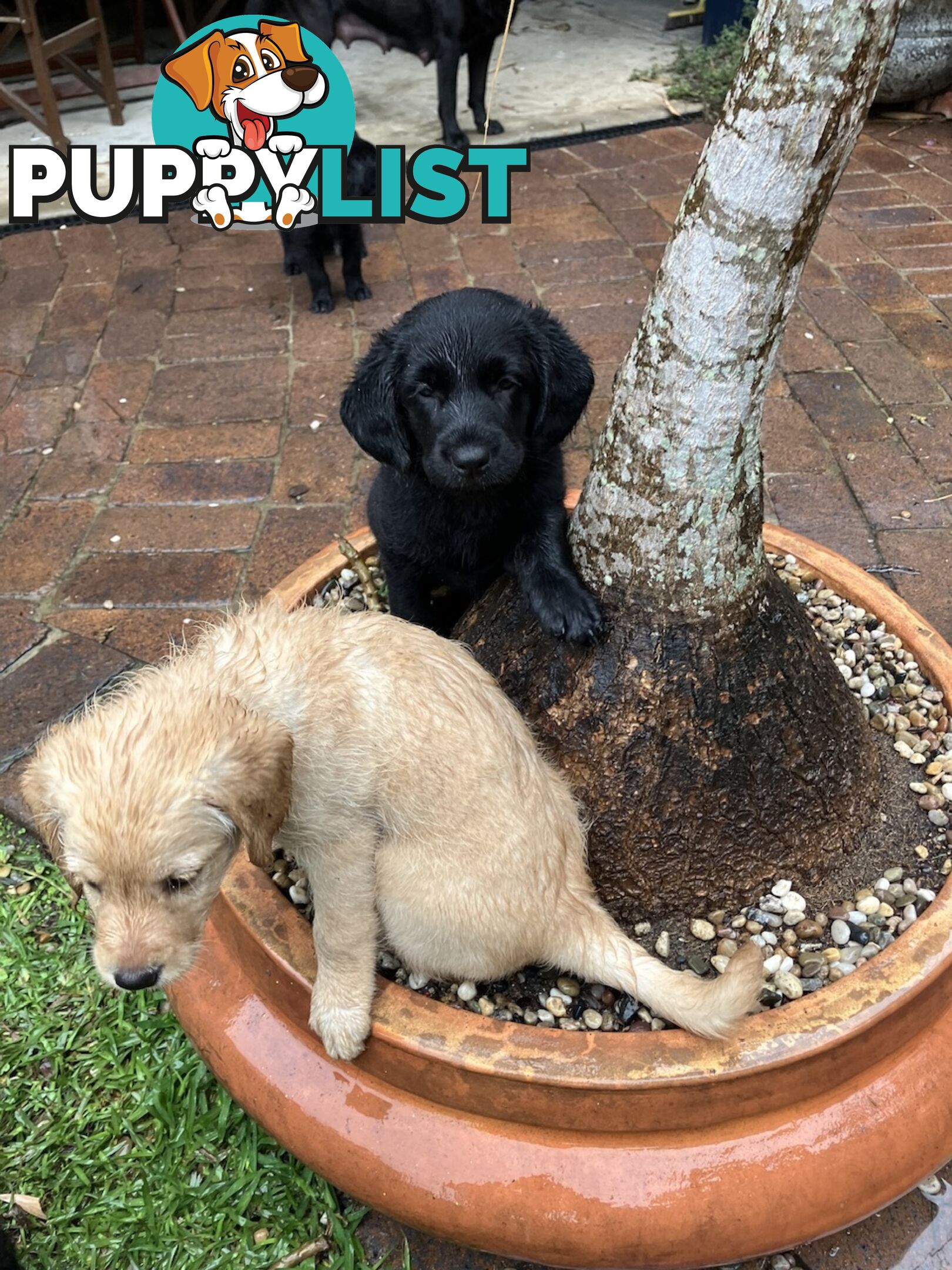 Puppies - beautiful black labradoodles