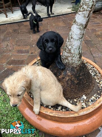 Puppies - beautiful black labradoodles