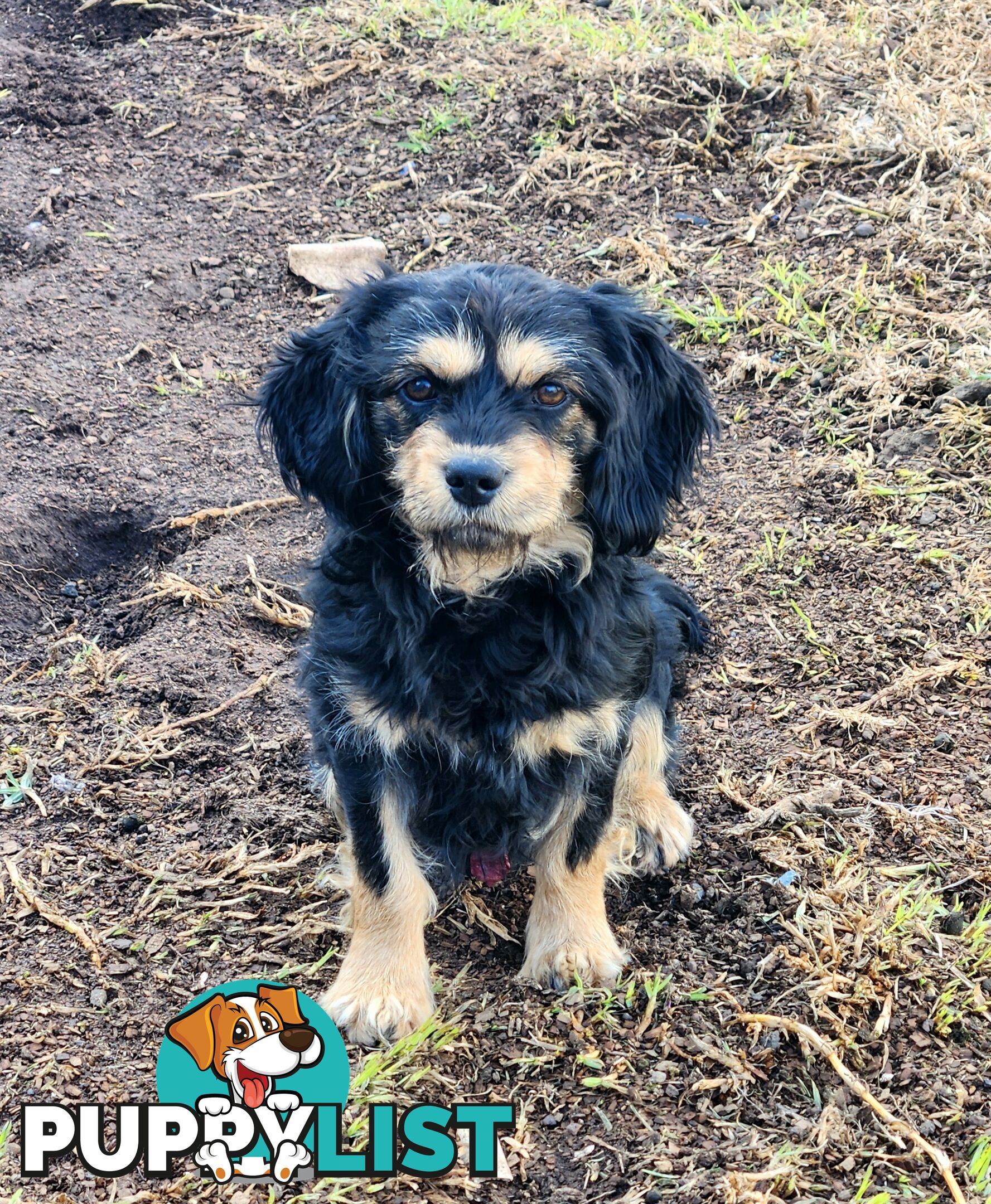 Gorgeous cavoodles!
