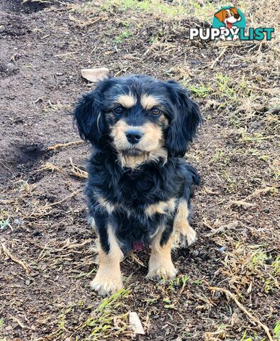 Gorgeous cavoodles!