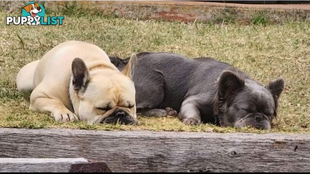 French Bulldog Puppies