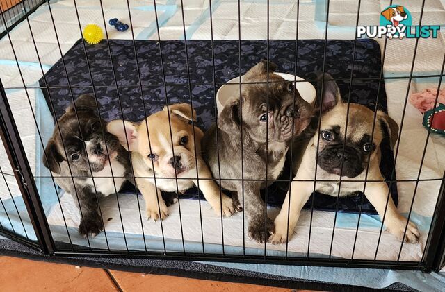 French Bulldog Puppies