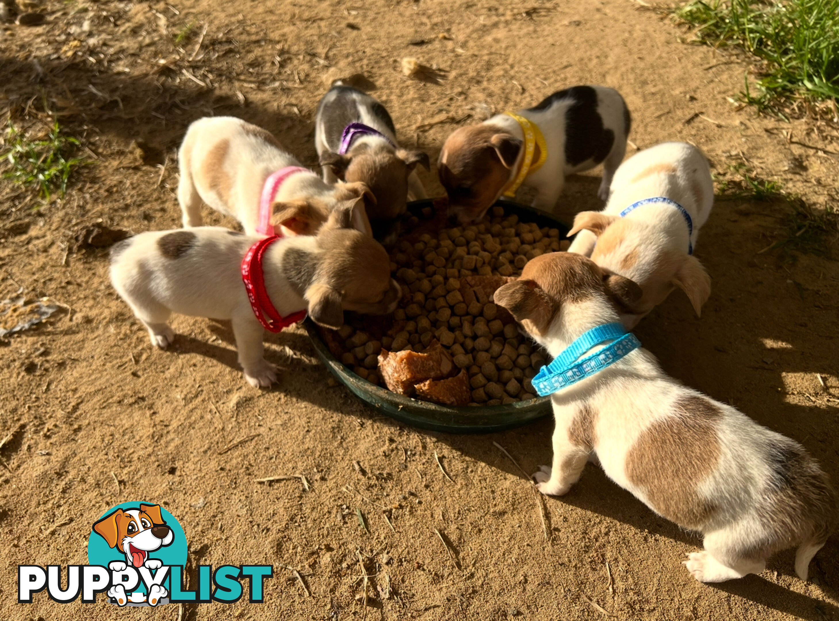 Beautiful Pure Bred, Smooth Coat Jack Russell Puppies