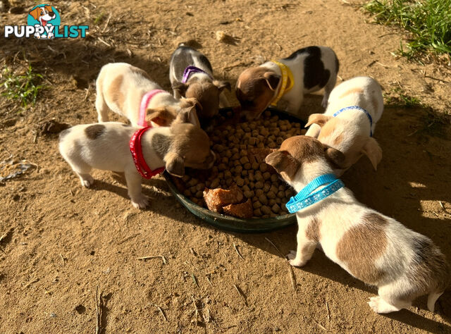 Beautiful Pure Bred, Smooth Coat Jack Russell Puppies