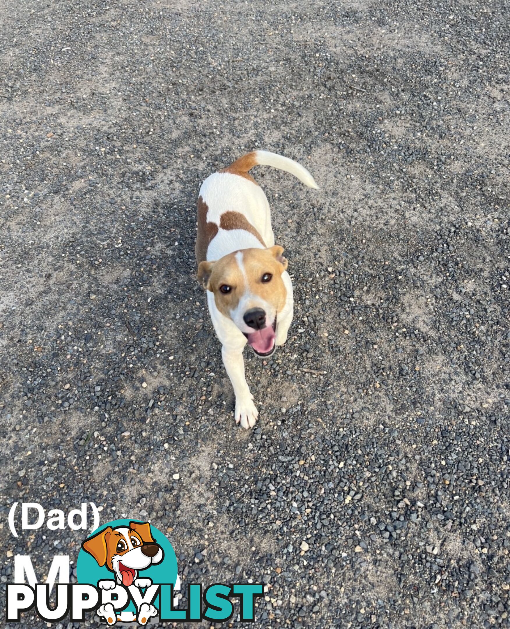 Beautiful Pure Bred, Smooth Coat Jack Russell Puppies