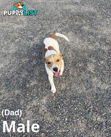 Beautiful Pure Bred, Smooth Coat Jack Russell Puppies