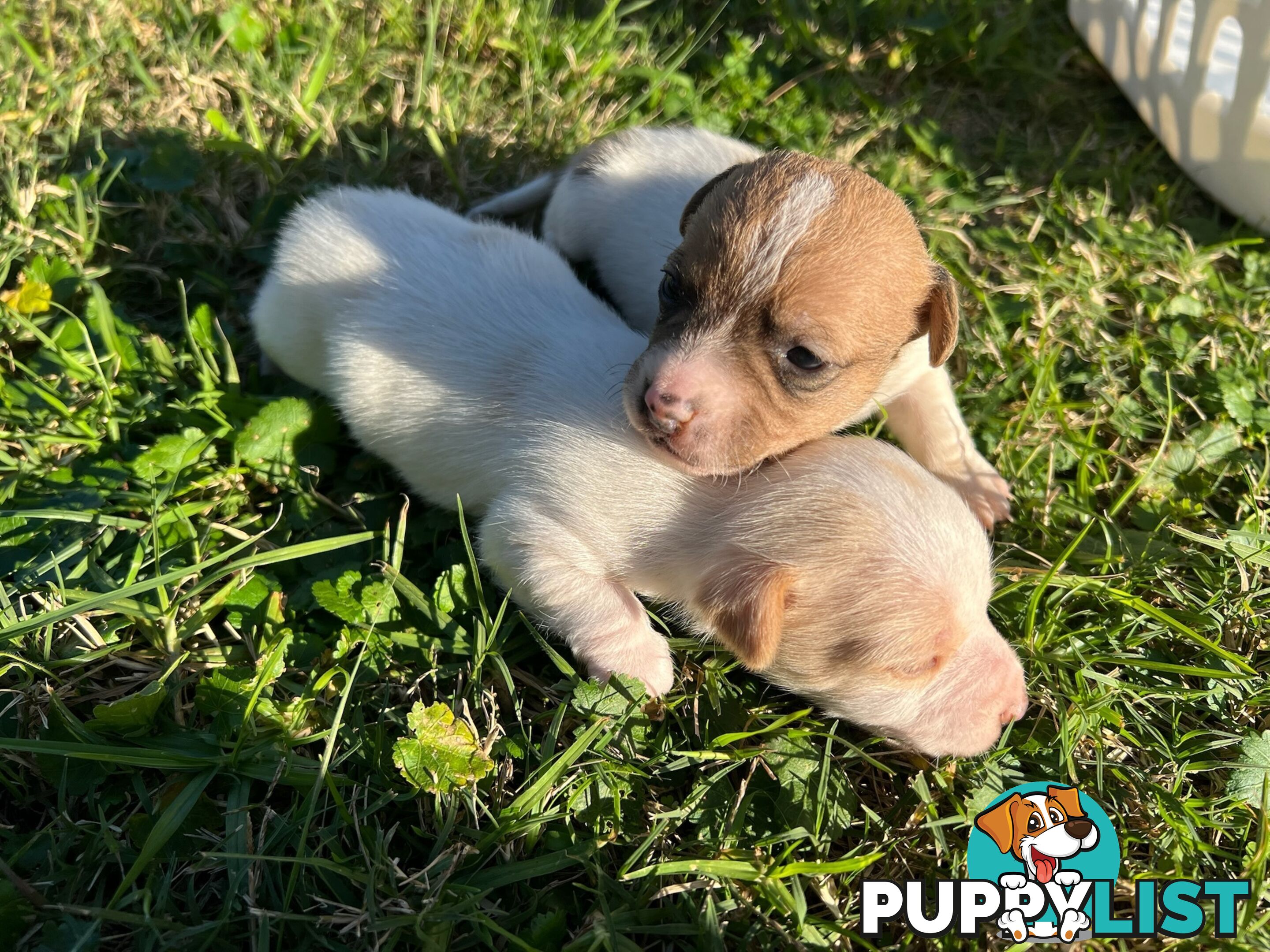 Beautiful Pure Bred, Smooth Coat Jack Russell Puppies