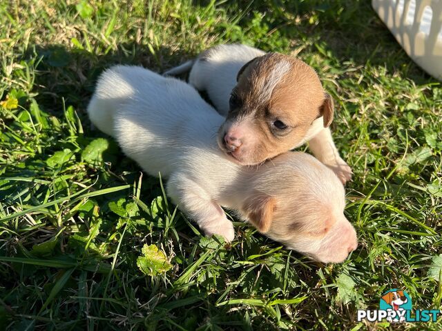 Beautiful Pure Bred, Smooth Coat Jack Russell Puppies