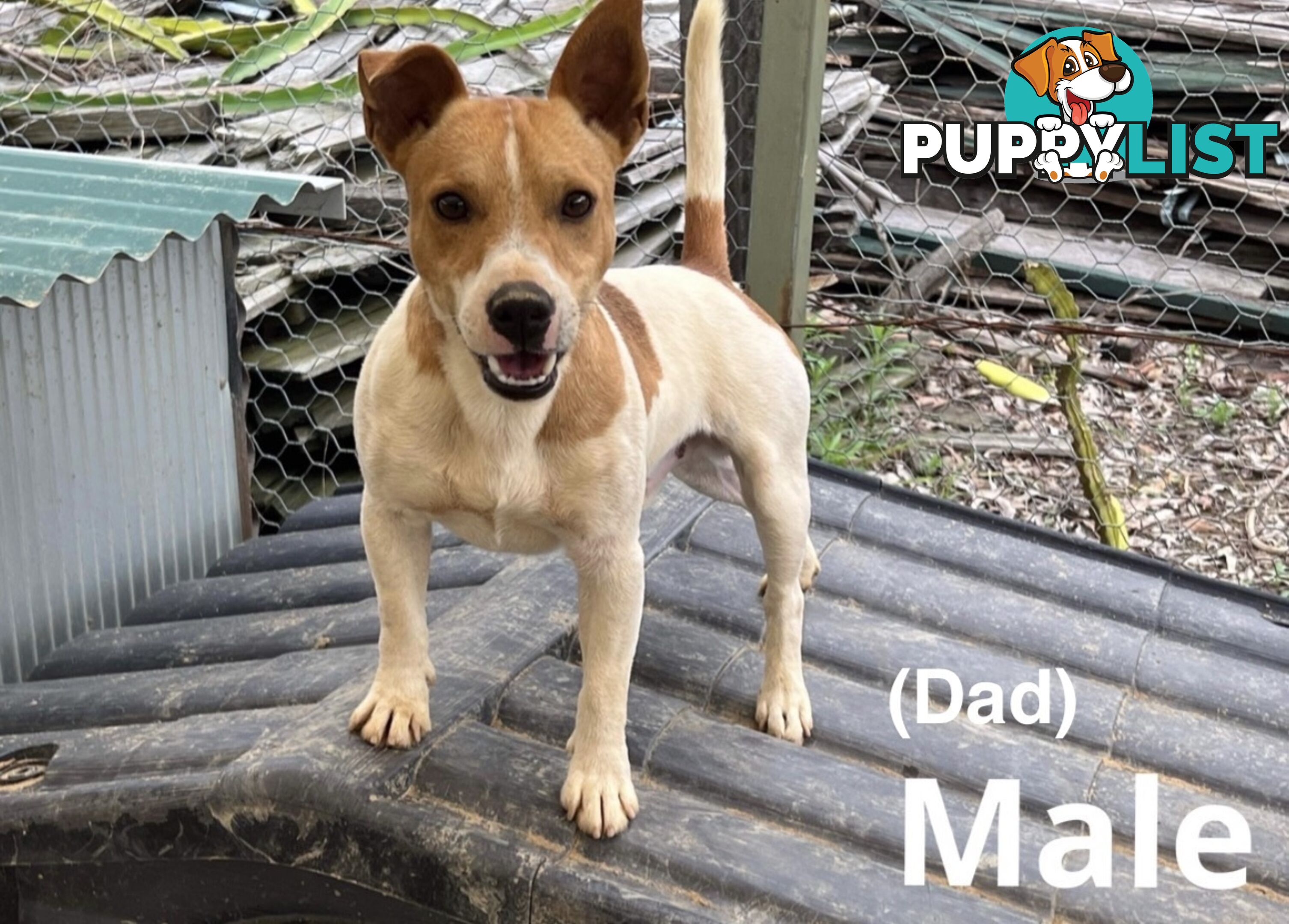 Beautiful Pure Bred, Smooth Coat Jack Russell Puppies