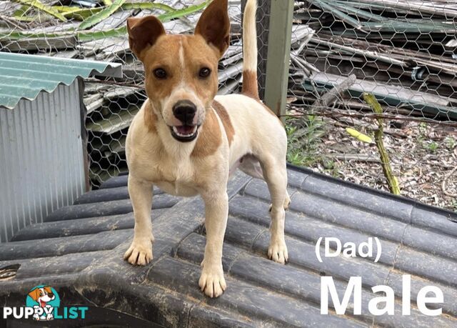 Beautiful Pure Bred, Smooth Coat Jack Russell Puppies
